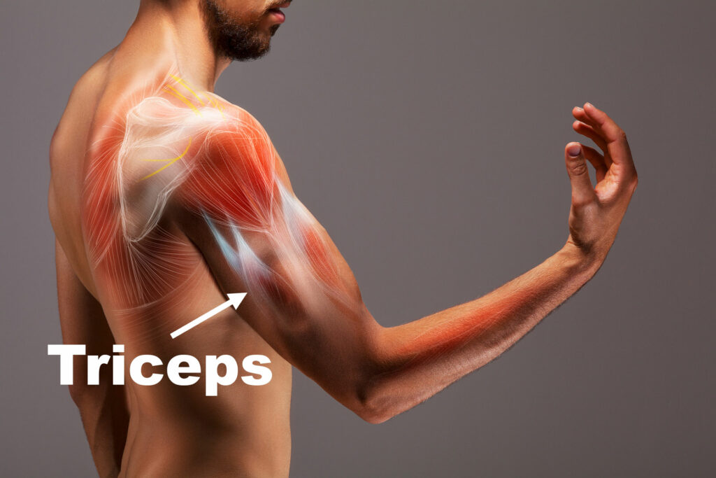 Entrenamientos de tríceps con mancuernas - Comprender tus tríceps